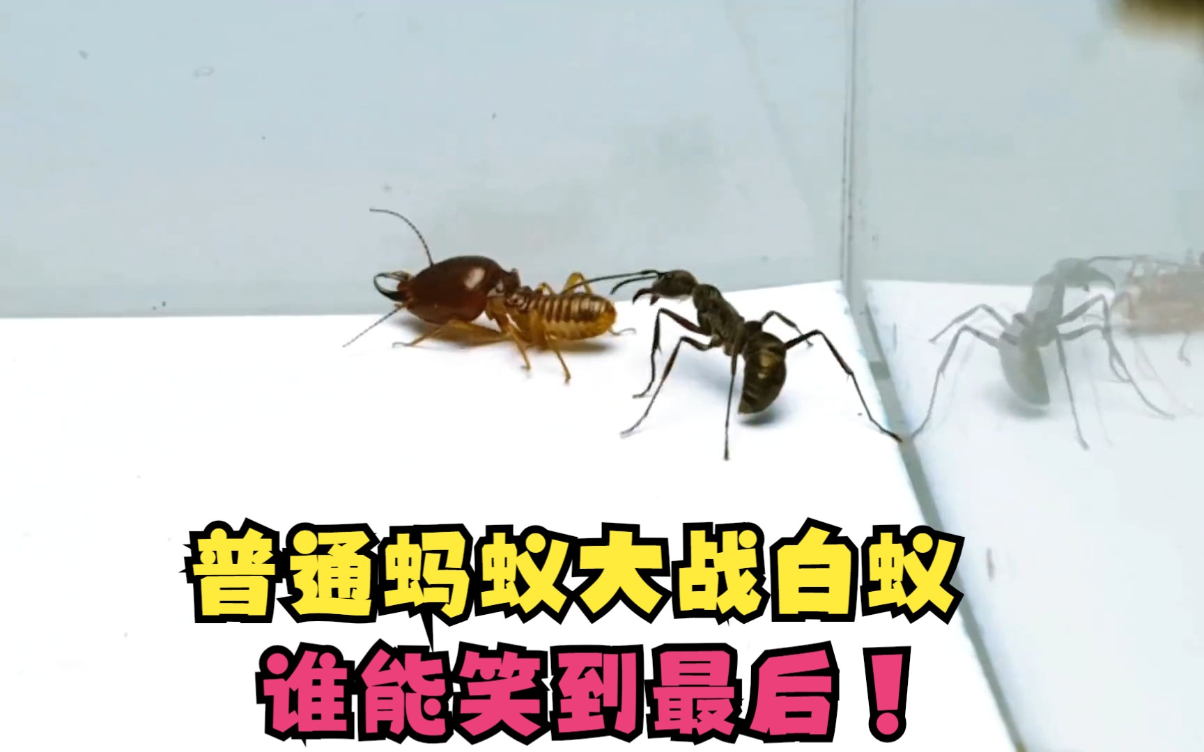 死磕到底,激烈角逐谁能笑到最后的简单介绍 死磕到底,激烈角逐谁能笑到最后的简单介绍